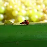 Farm Frank Ozmec Wine And Glamping Estate Farm stay Ljutomer