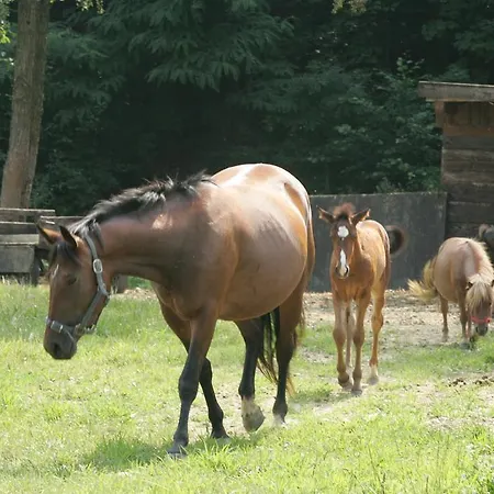 Farm Frank Ozmec Wine And Glamping Estate