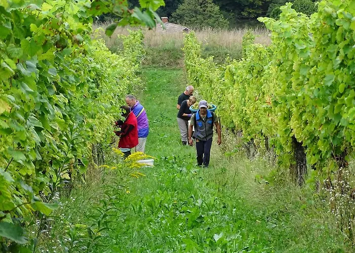 Farm Frank Ozmec Wine And Glamping Estate בית חווה ליוטומר