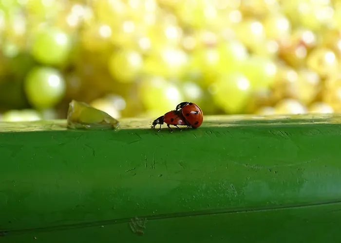 Farm Frank Ozmec Wine And Glamping Estate בית חווה ליוטומר