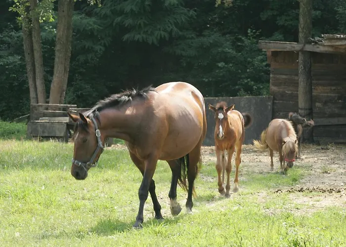 Farm Frank Ozmec Wine And Glamping Estate